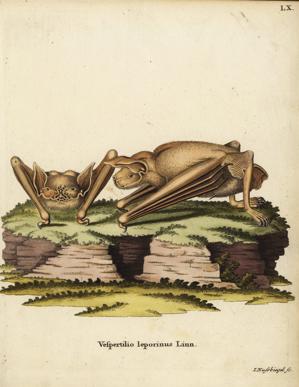 Nagy buldogdenevér, Noctilio leporinus. Vespertilio leporinus Linn. Johann Nussbiegel kézzel készített rézmetszete Johann Christian Daniel Schreber: Animal Illustrations after Nature, or Schreber