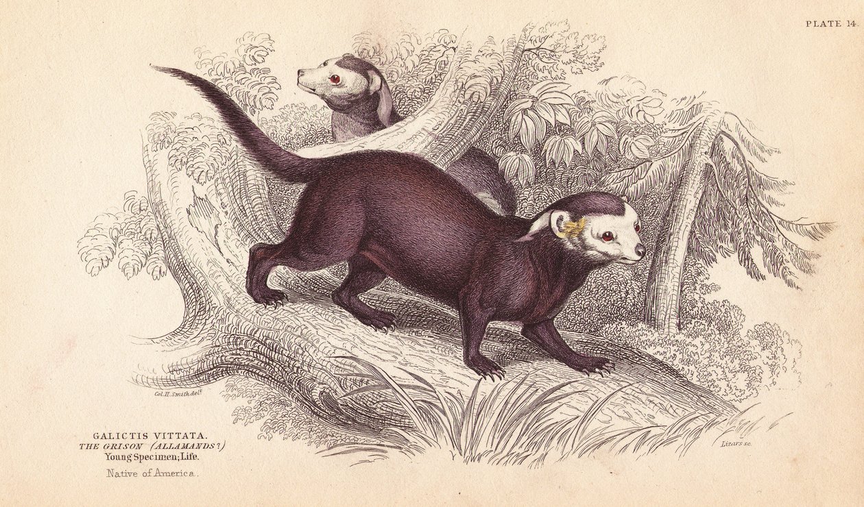 Nagy grison, Gallictis vittata. Lizars kézzel színezett acélmetszete Charles Hamilton Smith illusztrációja után, William Jardine