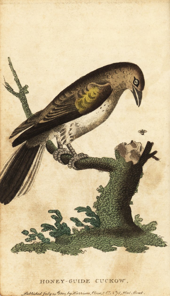 Nagyobb mézkalauz, indikátor jelző. ,1800 (metszet) alkotó: Unbekannter Künstler