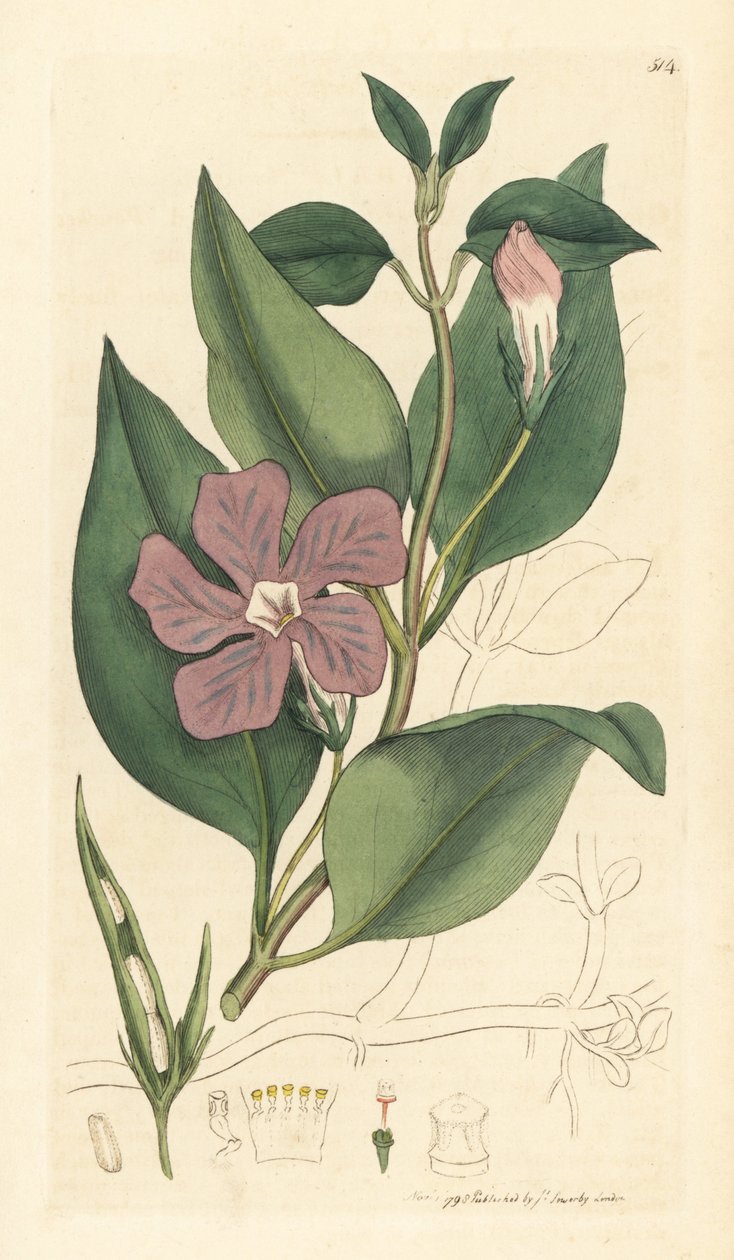 Vinca major (grande periwinkle) Kézzel színezett rézmetszet James Sowerby rajza után James Smith angol botanikájához készült rajz alapján. alkotó: Unbekannter Künstler
