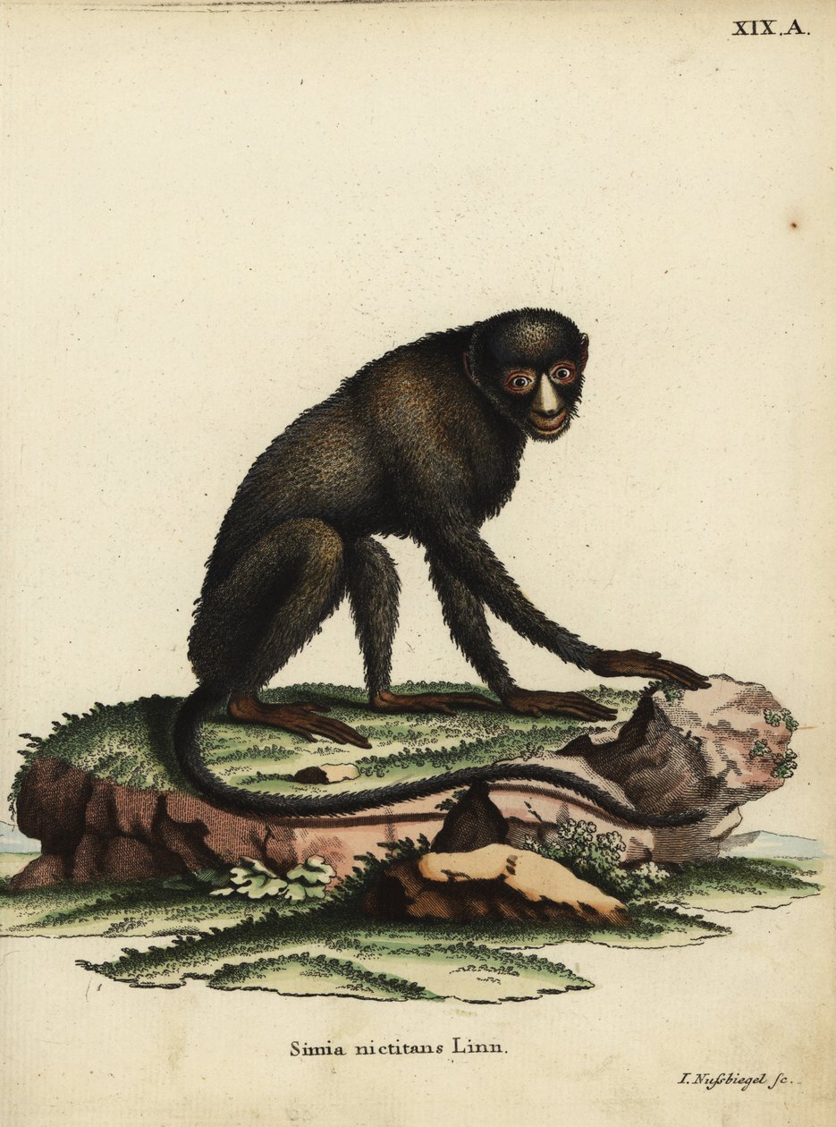 Nagy foltorrú majom vagy gittorrú majom. Cercopithecus nictitans. Simia Nictitans Linn. Johann Nussbiegel kézzel készített rézmetszete Johann Christian Daniel Schreber Animal Illustrations after Nature, or Schreber