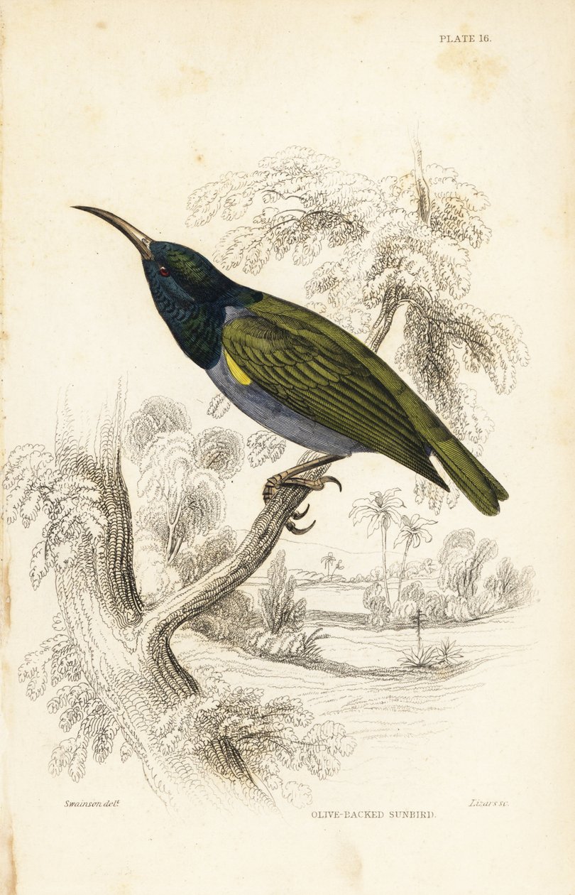 Zöldfejű napraforgó (Alsó-Guinea), Cyanomitra verticalis cyanocephala (olajbogyós napraforgó, Cinnyris chloronotus). William Lizars kézzel színezett acélmetszete William Swainson után Sir William Jardine Naturalist