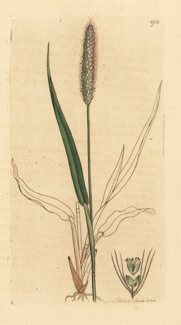 Zöld rókafarkfű, Setaria viridis (Panicum viride) Kézzel színezett rézmetszet James Sowerby rajza után, James Smith angol botanikai műve számára. alkotó: Unbekannter Künstler