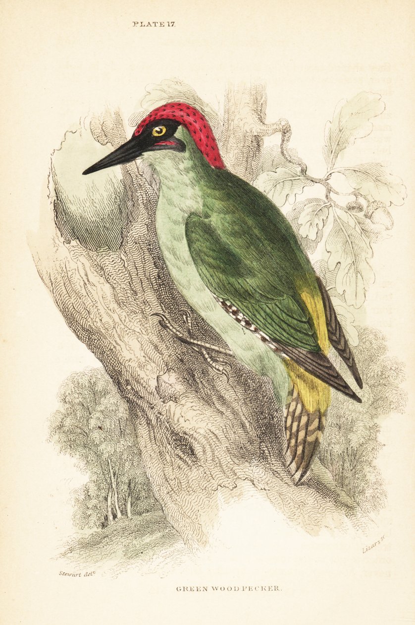 Zöld harkály., Picus viridis, fán ülve.1889 (metszet) alkotó: Unbekannter Künstler
