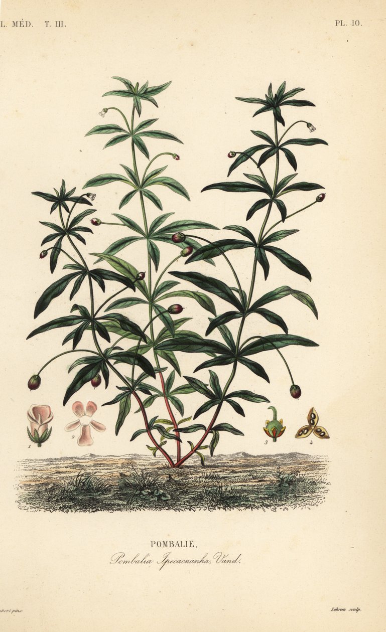Zöldlila vagy púpos virág, Hybanthus calceolaria, Pombalia ipecacuanha, Pombalie alkotó: Unbekannt