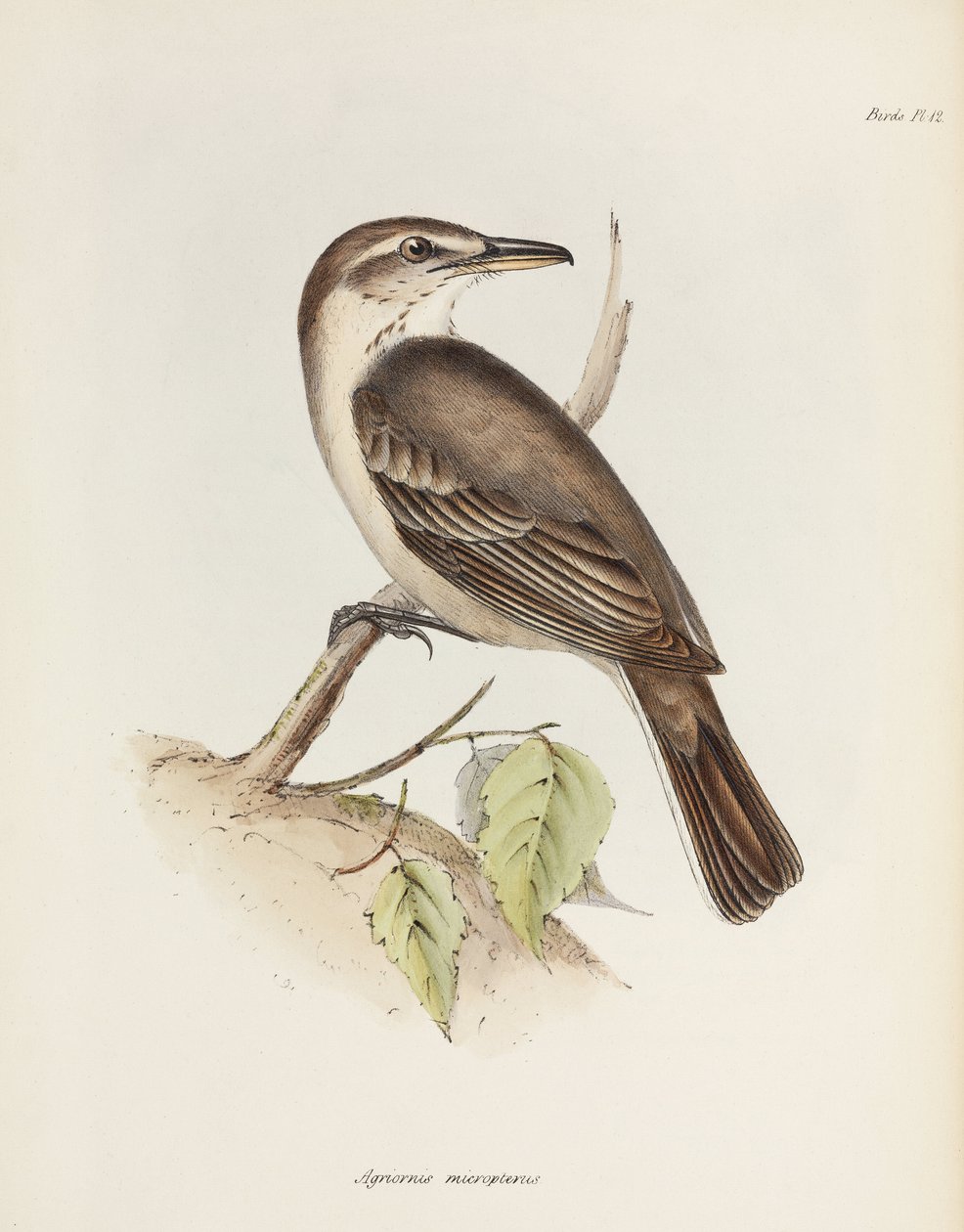 Szürkehasú zsarnok, 1832-1836 alkotó: Unbekannt