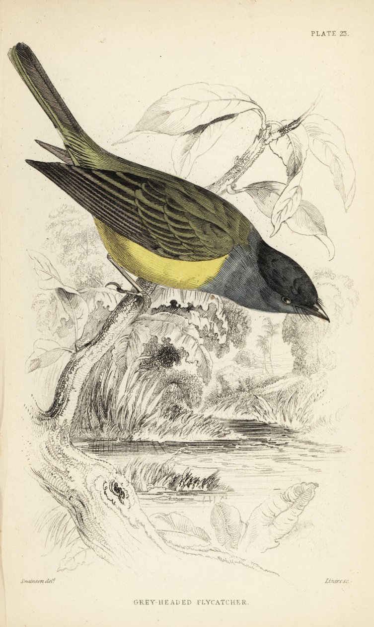 Szürkefejű kanári légykapó, Culicicapa ceylonensis (Grey-headed flycatcher, Cryptolopha poiocephala). William Lizars kézzel színezett acélmetszete William Swainson illusztrációja után Sir William Jardine Naturalist