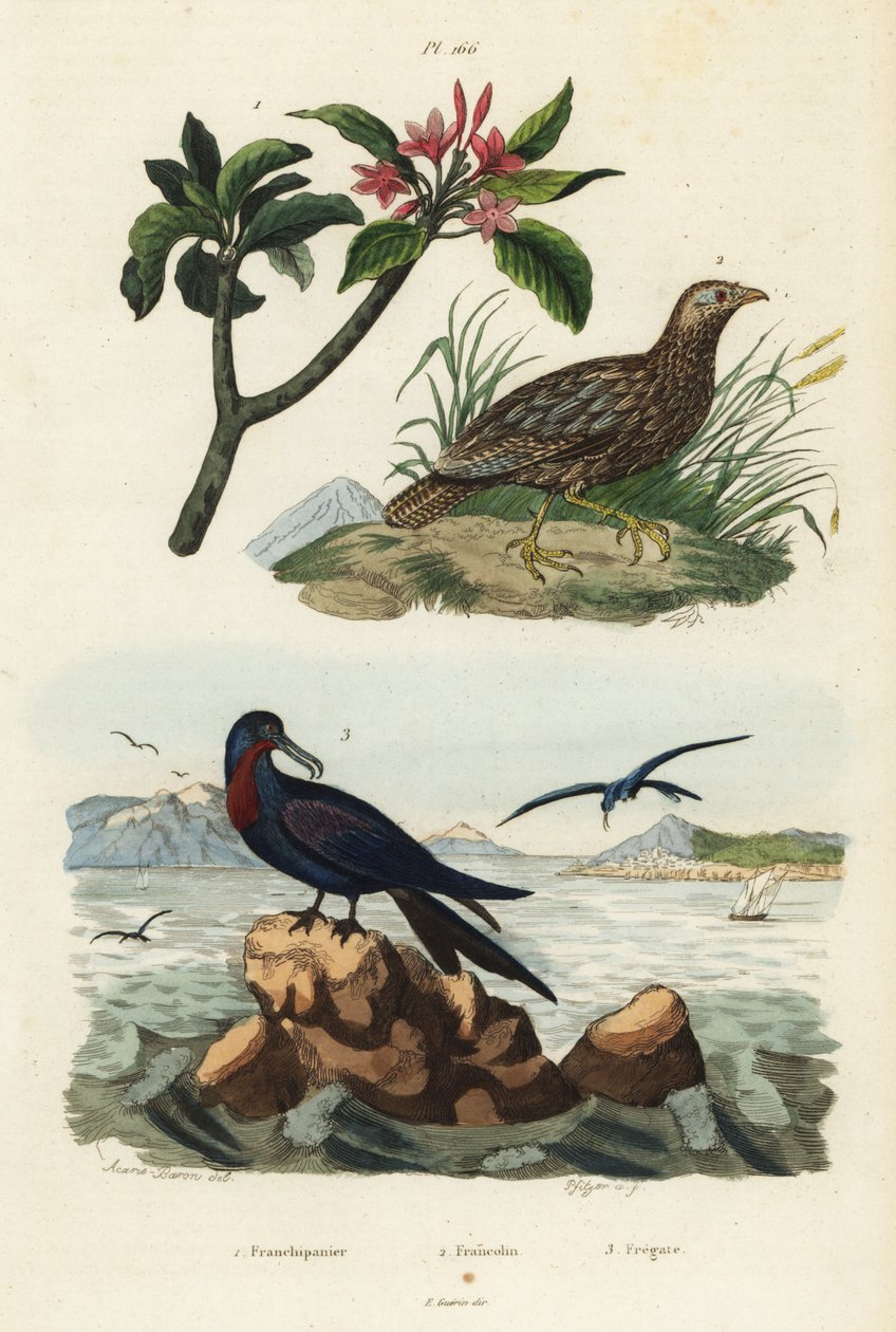Szürkeszárnyú frankolin, Scleroptila afra 2, nagy fregattmadár, Fregata minor 3 és vörös frangipáni, Plumeria rubra 1 alkotó: Unbekannt