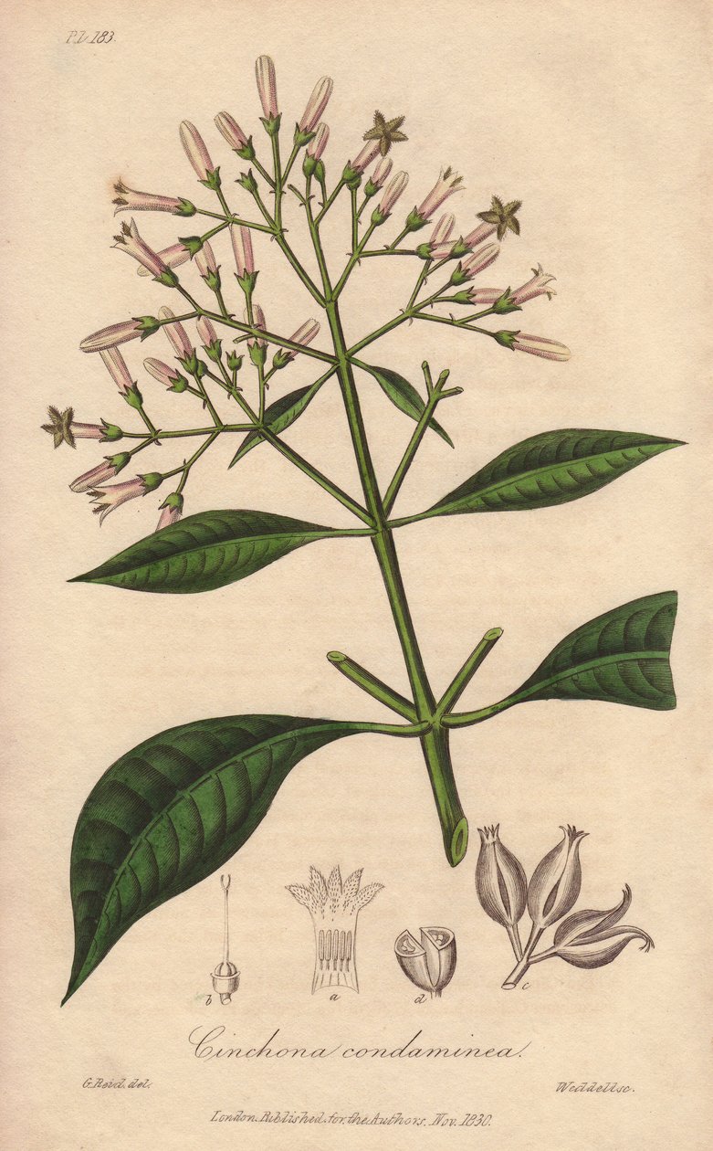 Grey Quinquina (Cinchona officinalis) - Erős víz William Clarke által, John Stephenson és James Morss Churchill "Medical Botanical, Description of the Medicinal Plants of London, Edinburgh and Dublin" című művének illusztrálására, amelyet Londonban John Ch alkotó: Unbekannter Künstler