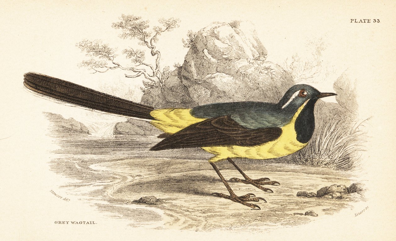 Szürke béklyó, Motacilla cinerea. 1889 (metszet) alkotó: Unbekannter Künstler