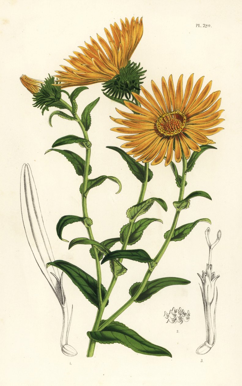Grindelia grandiflora. Kézzel színezett litográfia Louis van Houtte és Charles Lemaire: Flowers of the Gardens and Hothouses of Europe, Flore des Serres et des Jardins de l