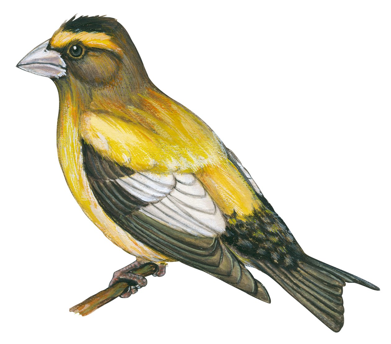 Gros bec errant - Esti tökfej (Coccothraustes vespertines) alkotó: Unbekannter Künstler
