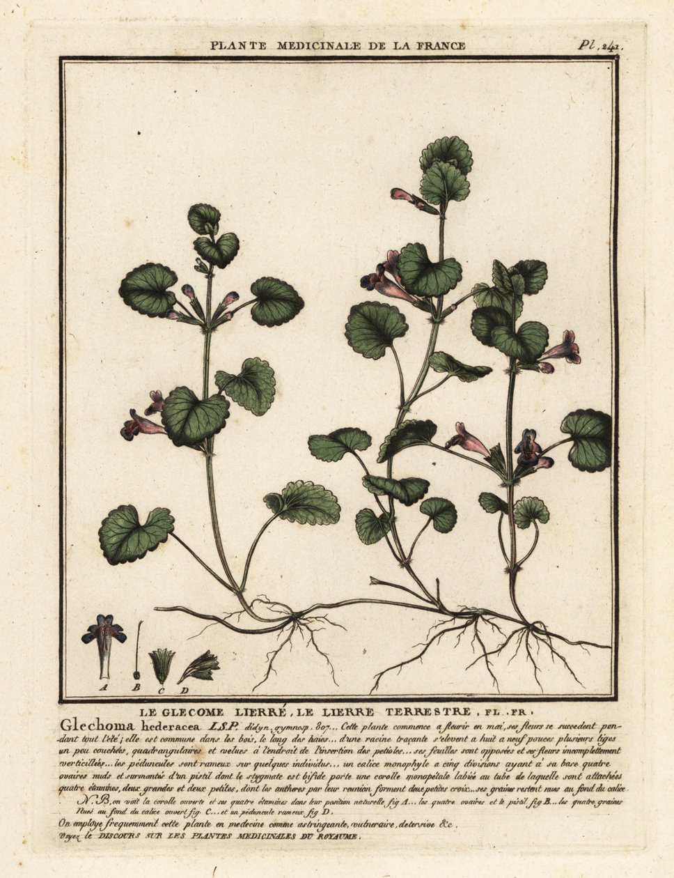 Földi borostyán, Glechoma hederacea. alkotó: Unbekannter Künstler