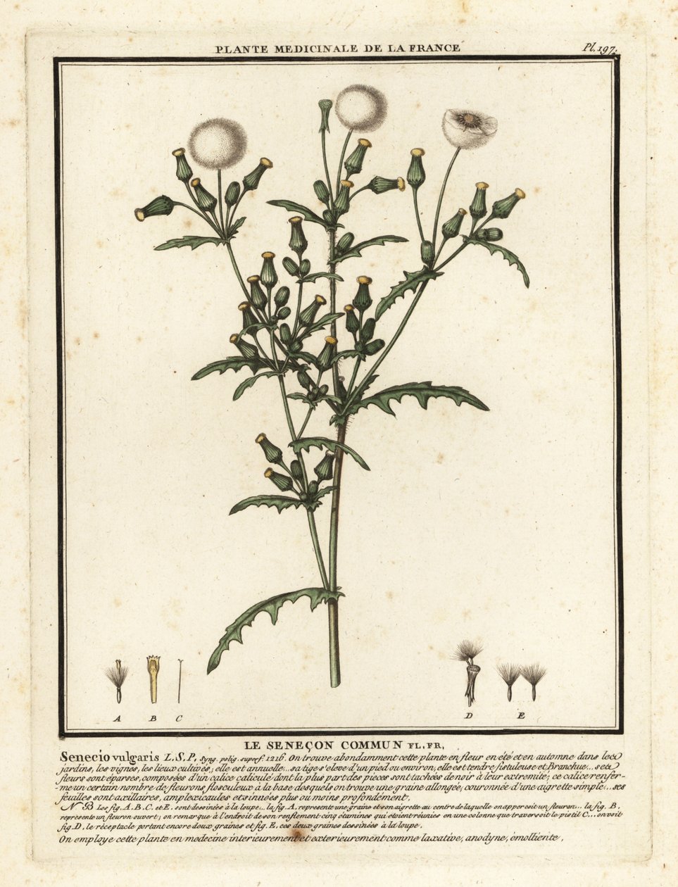 Groundsel, Senecio vulgaris. alkotó: Unbekannter Künstler