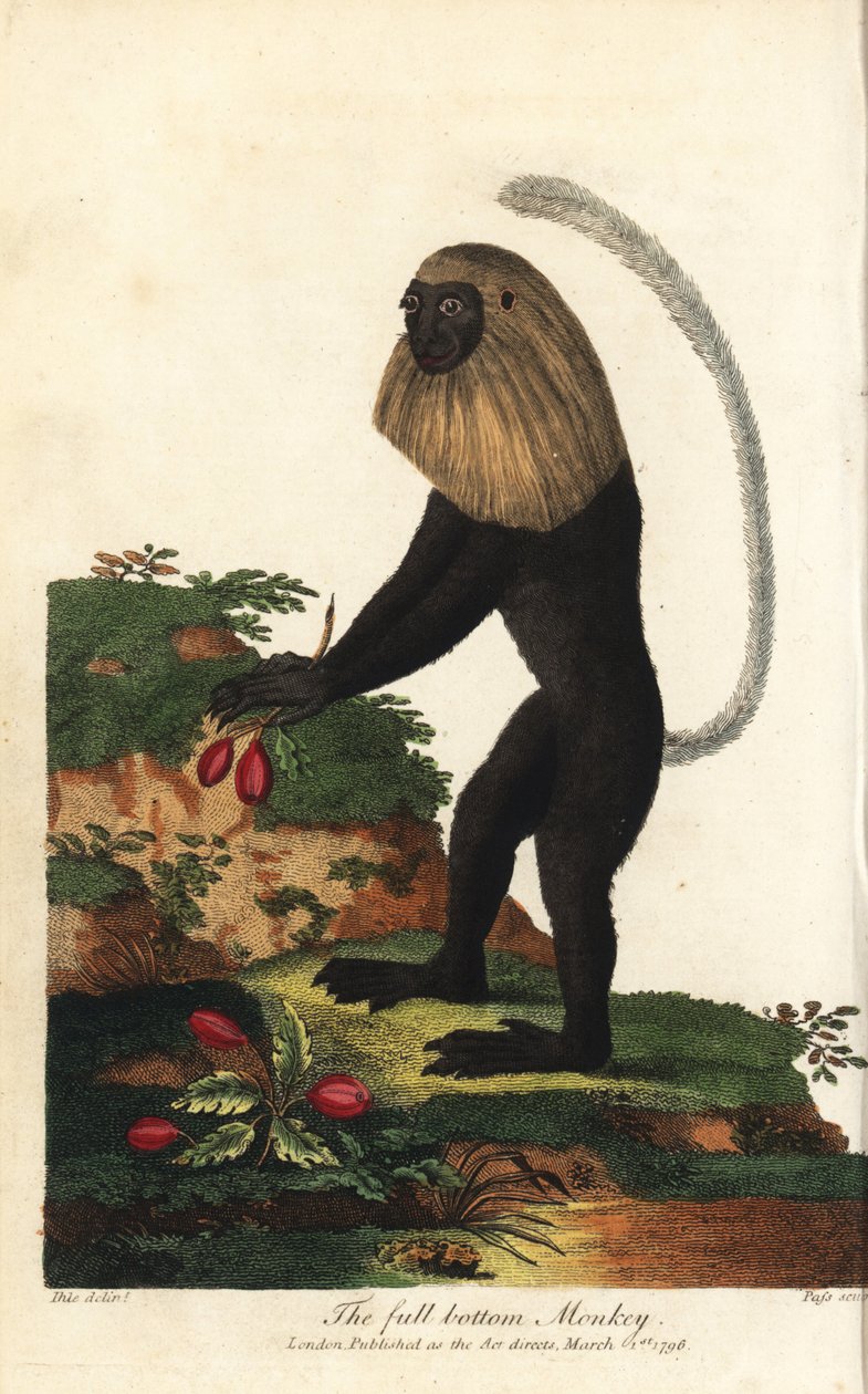 Angolai guereza vagy angolai fekete-fehér kolobusz - angolai kolobusz, Colobus angolensis. Telitalpú majom, nevét a telitalpú parókára való hasonlóságáról kapta. J. Pass kézzel készített rézmetszete Johann Jakob Ihle illusztrációja után, Eb-ről. alkotó: Unbekannter Künstler