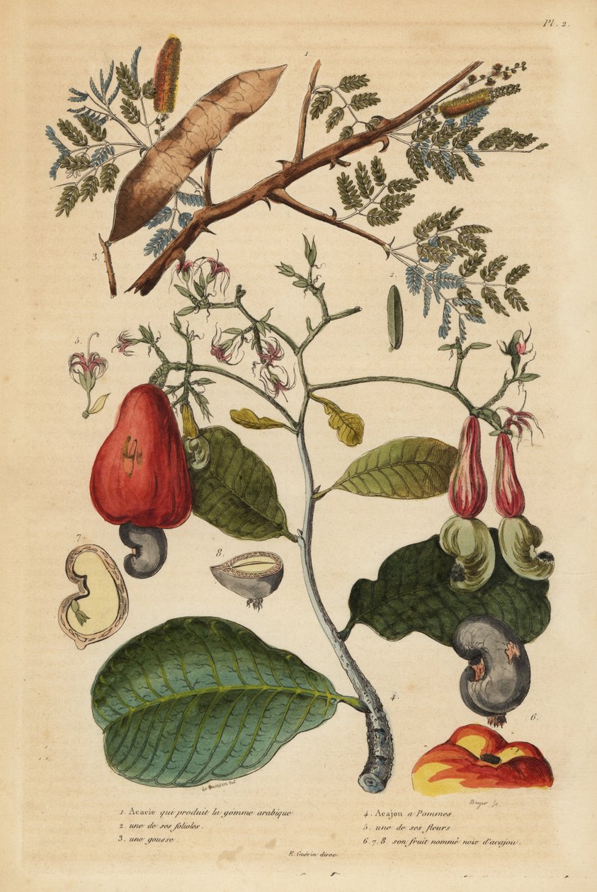 gumiarábik fa, Senegali senegal (Acacia verek) 1,2,3 és kesudiófa, Anacardium occidentale 4,5,6 alkotó: Unbekannt