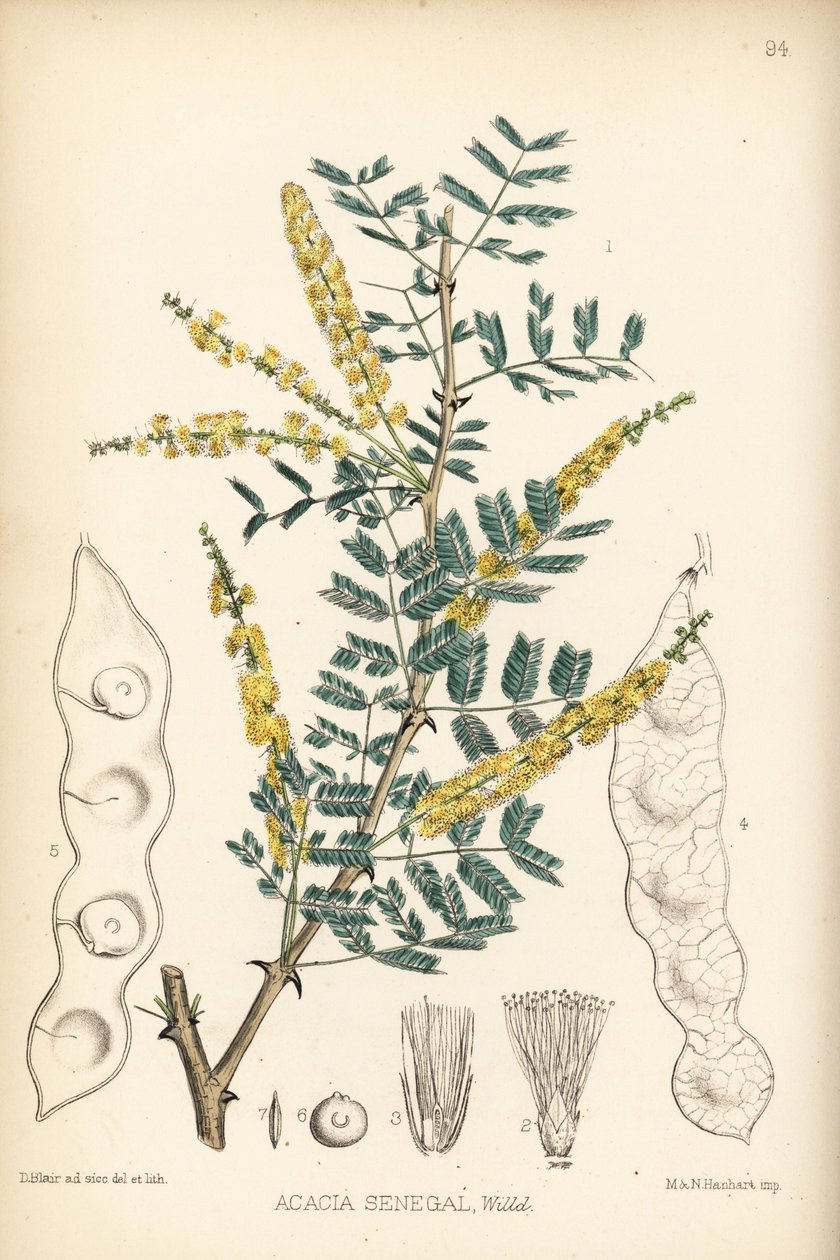 Arab gumi, verek vagy hashab gumi, Acacia senegal. Hanhart kézi színezésű litográfiája David Blair botanikai illusztrációja után, Robert Bentley és Henry Trimen: Medicinal Plants, London. alkotó: Unbekannter Künstler