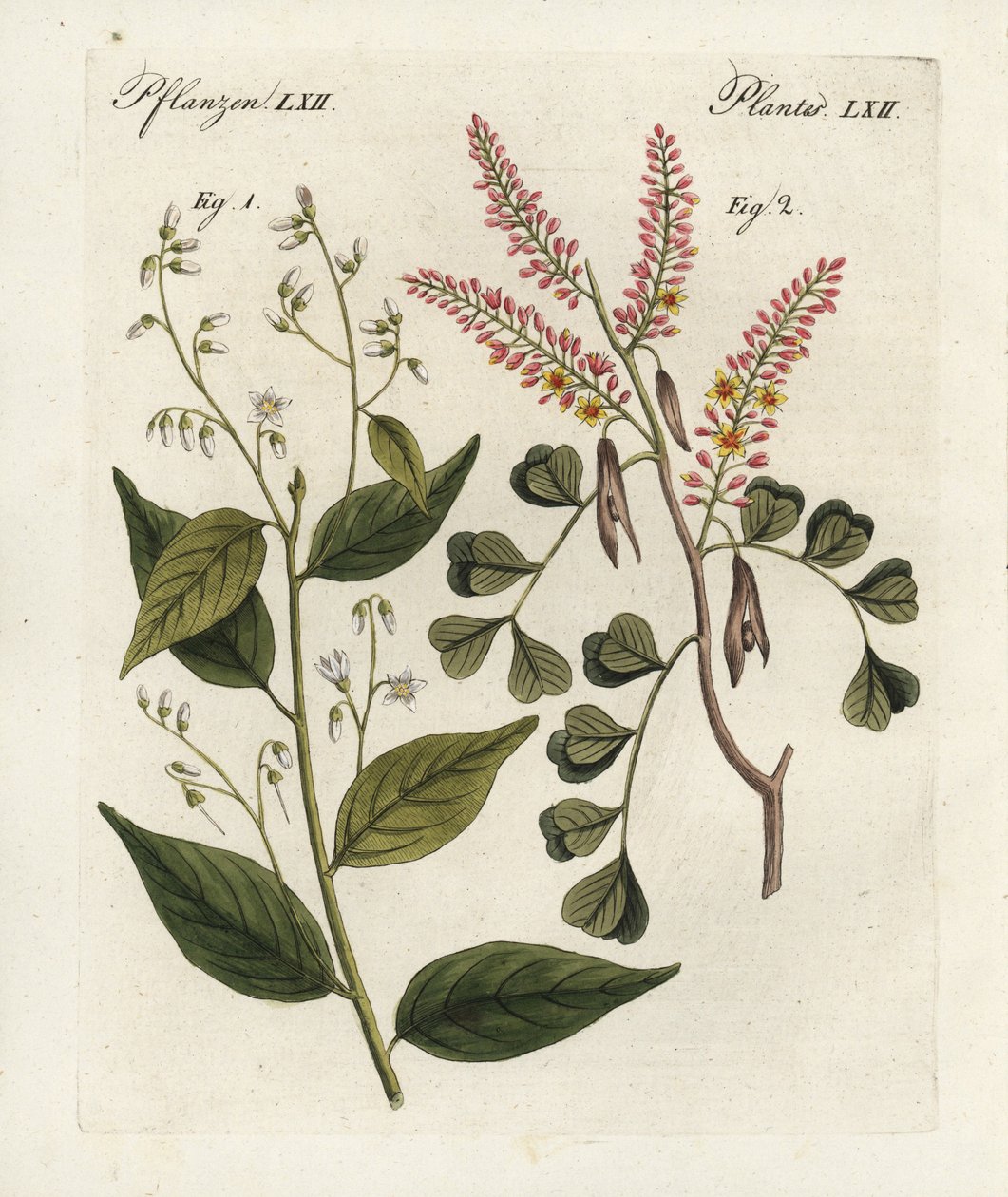 Gum benjaminfa, Styrax benzoin 1, és rönkfa, Haematoxylon campechianum 2. Kézzel színezett rézmetszet Bertuch "Bilderbuch fur Kinder" (Képeskönyv gyermekeknek) című, weimari művéből. alkotó: Unbekannter Künstler
