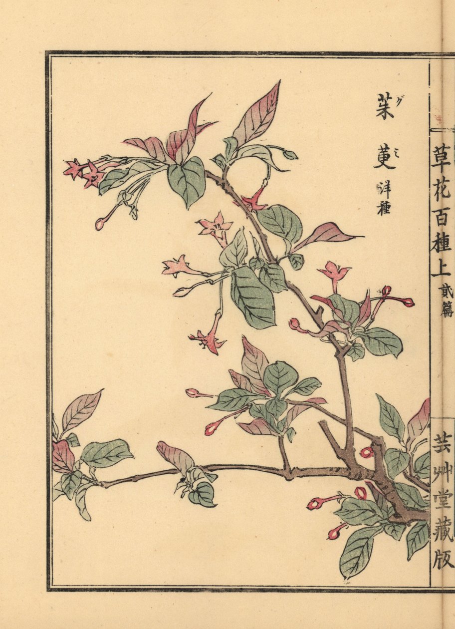 Gumi, natsugumi vagy cseresznyeezüstfa, Elaeagnus multiflora. Dísznövényként vagy bonsai faként népszerű. Kézzel színezett fametszet, Kono Bairei, Kusa Bana Hyakushu (One Hundred Varieties of Flowers), Tokió, Yamada. alkotó: Unbekannter Künstler