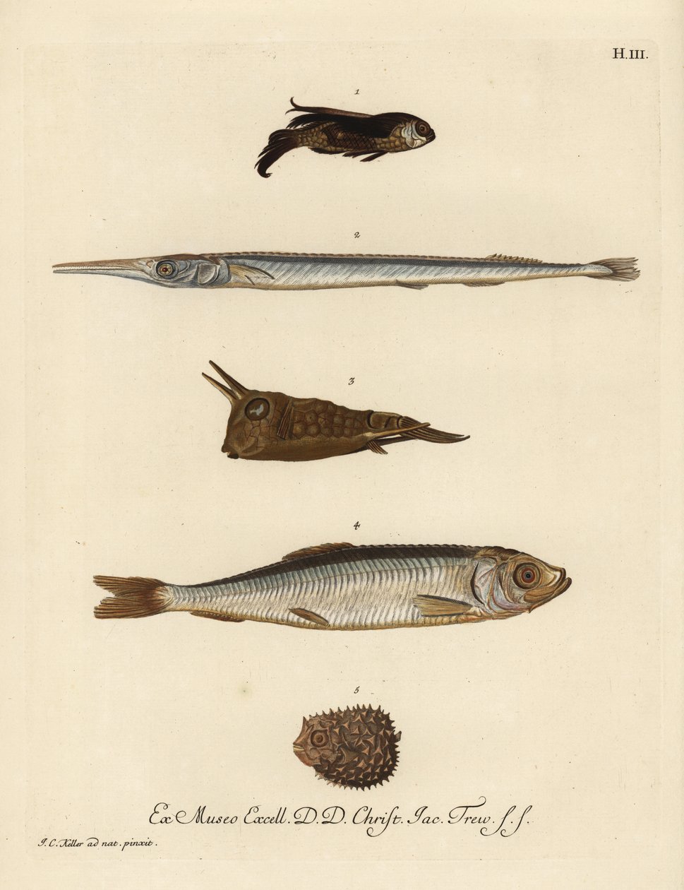 A Chelidonichthys species 1, a Belone belone 2, a Lactoria cornuta 3, a Clupea harengus 4 és a Chilomycterus reticulatus 5, a hering 4 és a Chilomycterus reticulatus 5, a tűhal. Kézzel színezett rézmetszet Johann alkotó: Unbekannter Künstler