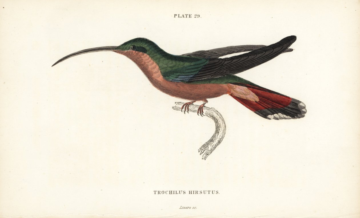 Szőröslábú kolibri, Glaucis hirsutus (Rufos-mellű remete, Trochilus hirsutus). William Lizars kézzel színezett acélmetszete Sir William Jardine Naturalist