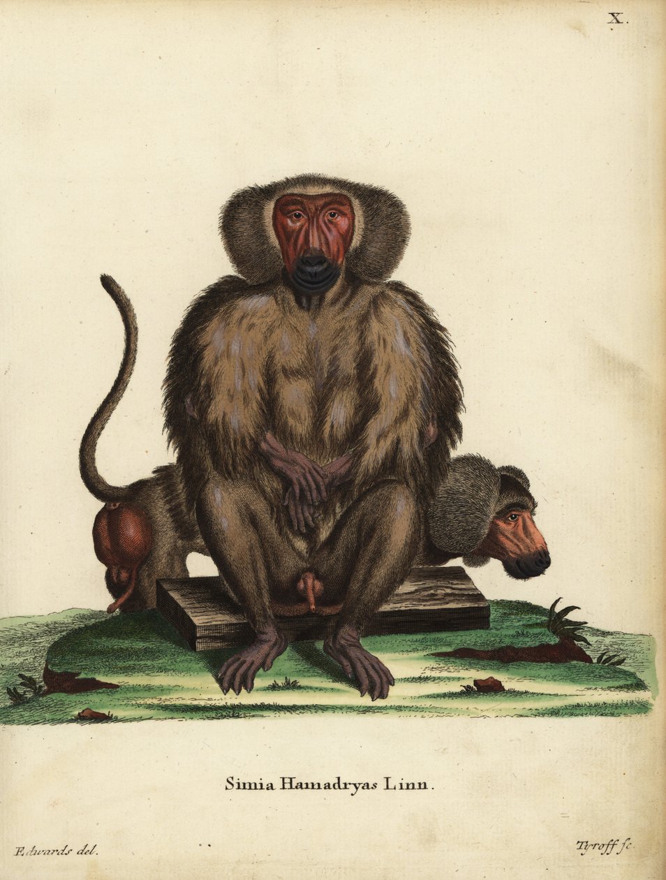 Hamadryas pávián, Papio hamadryas. Simia hamadryas Linn. Tyroff kézi rézmetszete George Edwards illusztrációja után, Johann Christian Daniel Schreber: Animal Illustrations after Nature, or Schreber