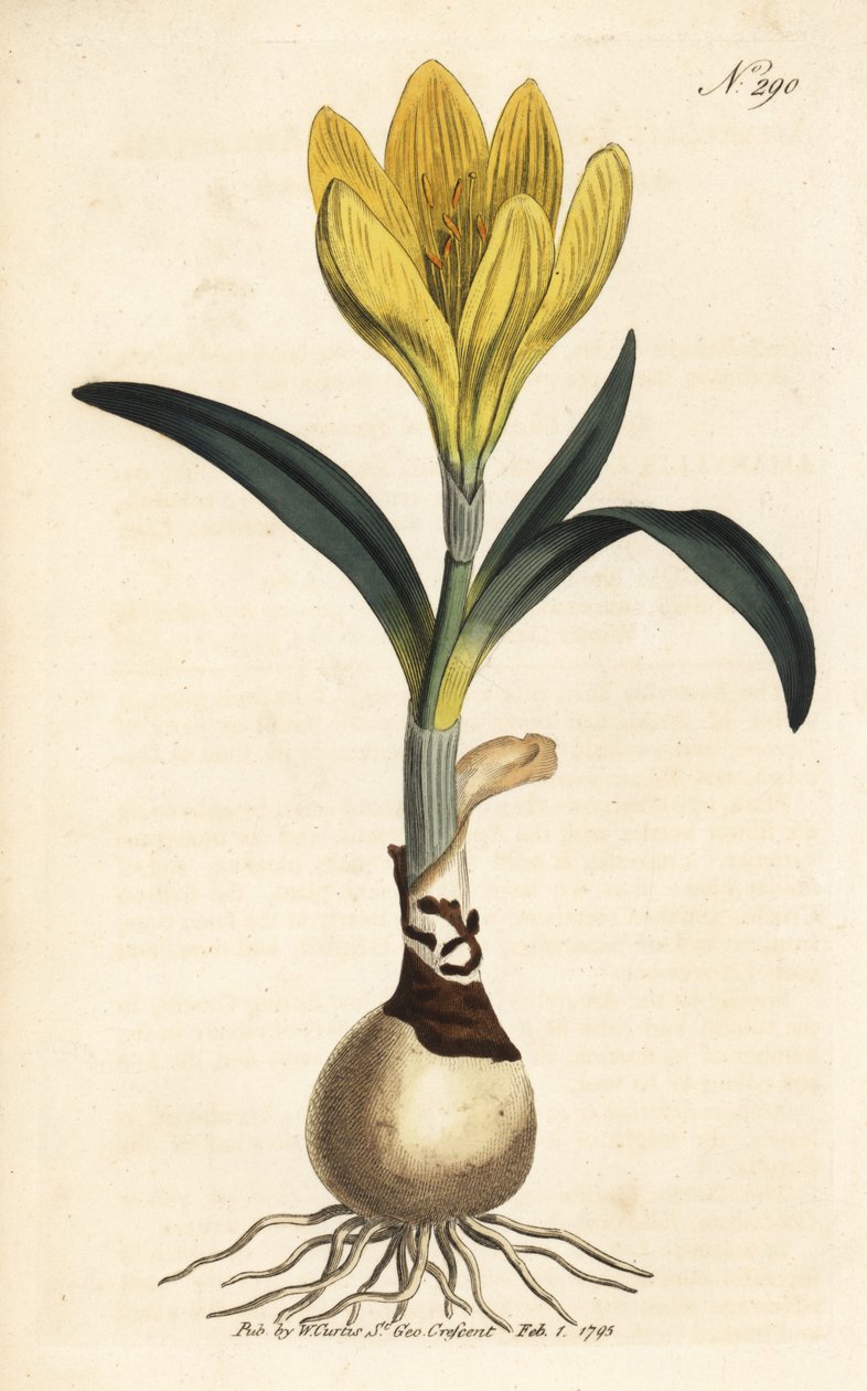 Arató - Őszi nárcisz, Sternbergia lutea (sárga amarillisz, Amaryllis lutea) - Kézzel színezett rézmetszet William Curtis