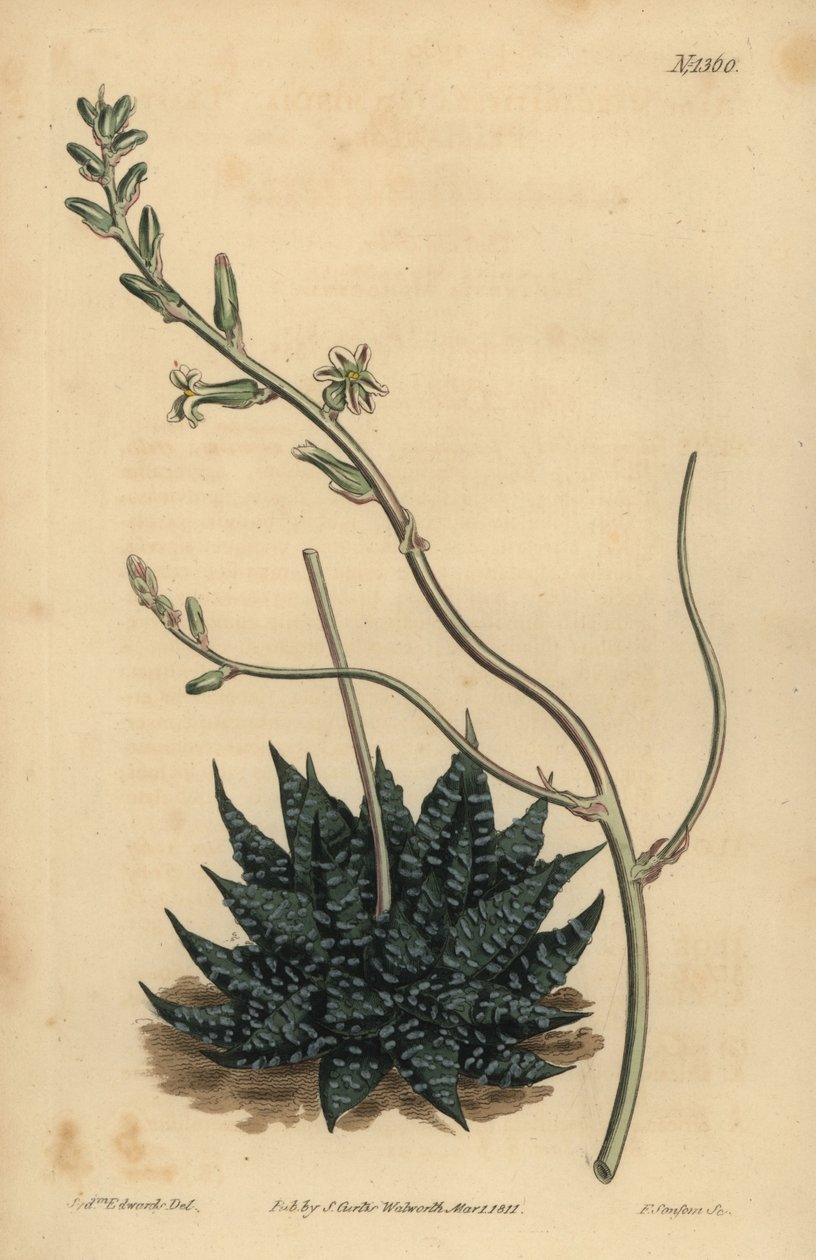 Haworthia minor vagy Least pearl aloe, Aloe margaritifera minimuma alkotó: Unbekannt