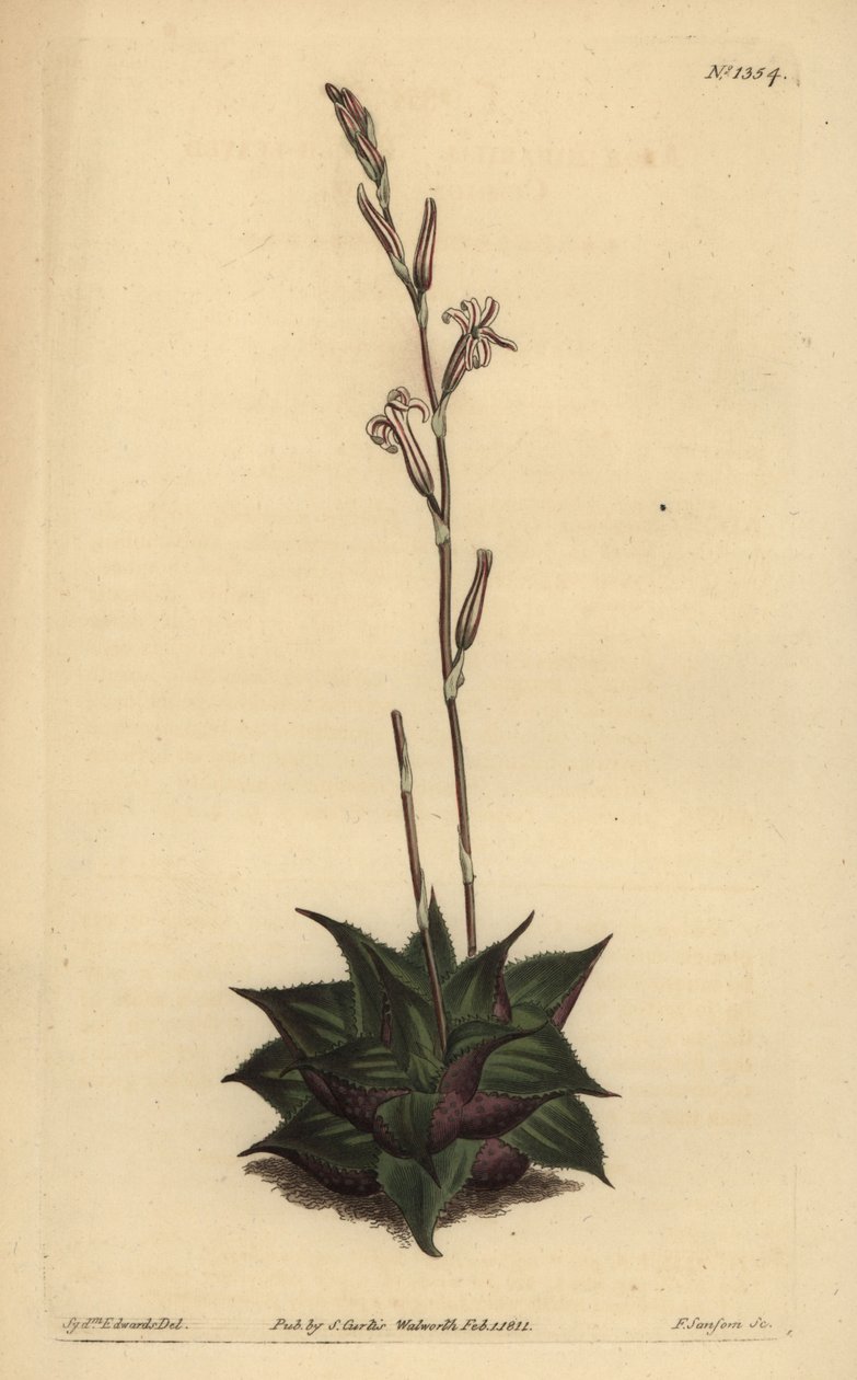 Haworthia mirabilis (durva levelű párna aloe, Aloe mirabilis) alkotó: Unbekannt