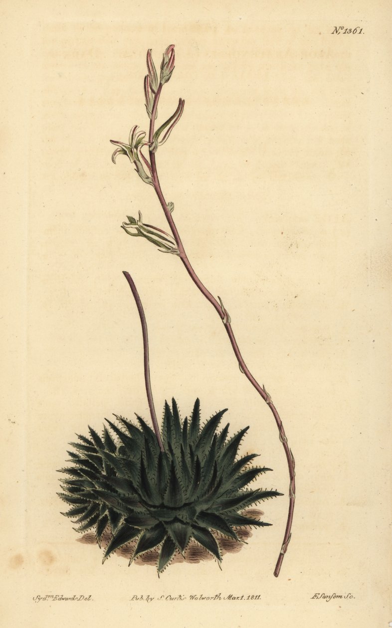 Haworthia pumila vagy Tulista pumila (sötétlevelű pók aloe, Aloe arachnoides pumila) alkotó: Unbekannt