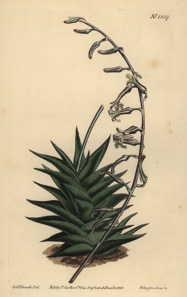 Haworthia viscosa (merev levelű aloe, Aloe rigida) alkotó: Unbekannt