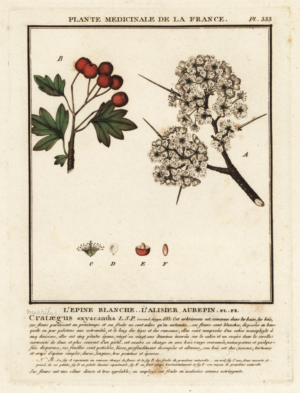 Galagonya, Crataegus rhipidophylla alkotó: Unbekannter Künstler