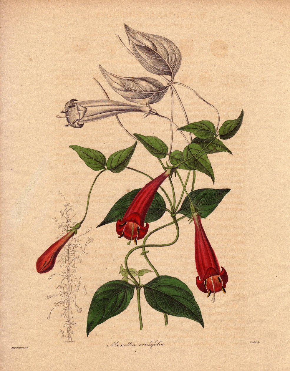 Szívlevél manettie (Manettia cordifolia). Kúszónövény ovális és élénkzöld lombozatú, bőséges piros csöves virágokkal. Augusta Innes Withers (1793-1877) illusztrációja a The Botanist című, Benjamin Maund által kiadott ötkötetes sorozatban, amely a következő alkotó: Unbekannter Künstler