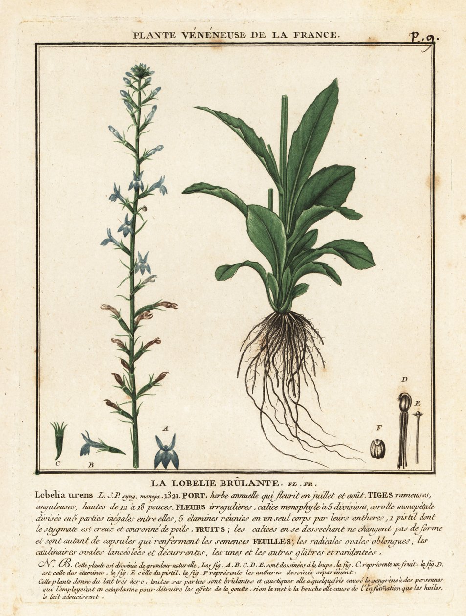 Heath lobelia, Lobelia urens. alkotó: Unbekannter Künstler
