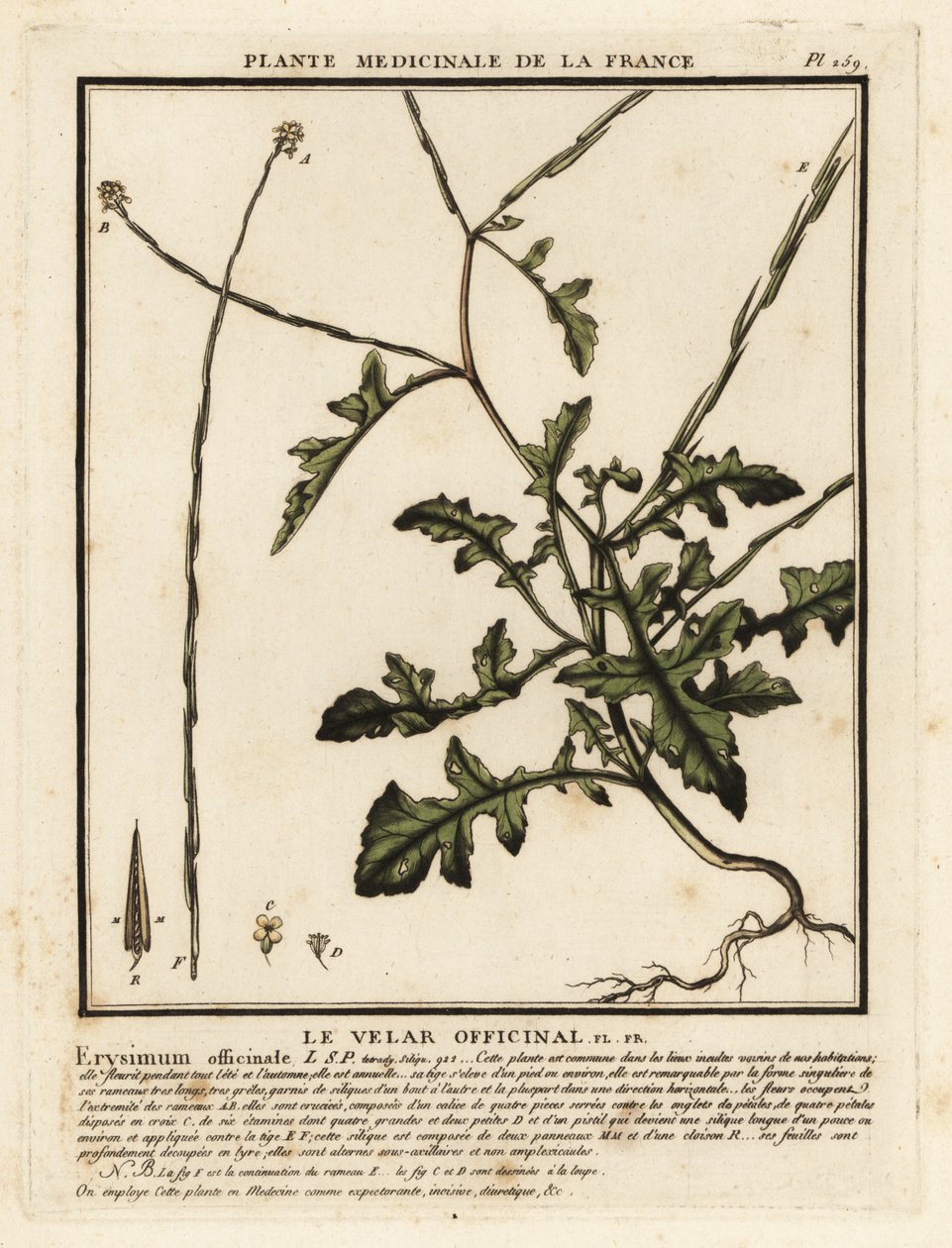 Sövénymustár, Sisymbrium officinale. alkotó: Unbekannter Künstler