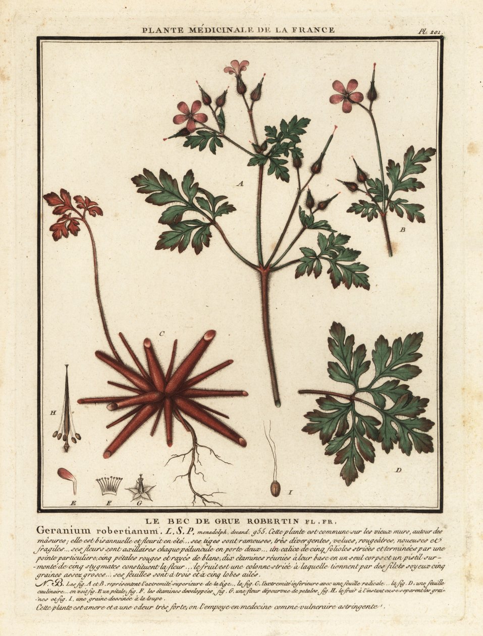 Herb-Robert, Geranium robertianum. alkotó: Unbekannter Künstler