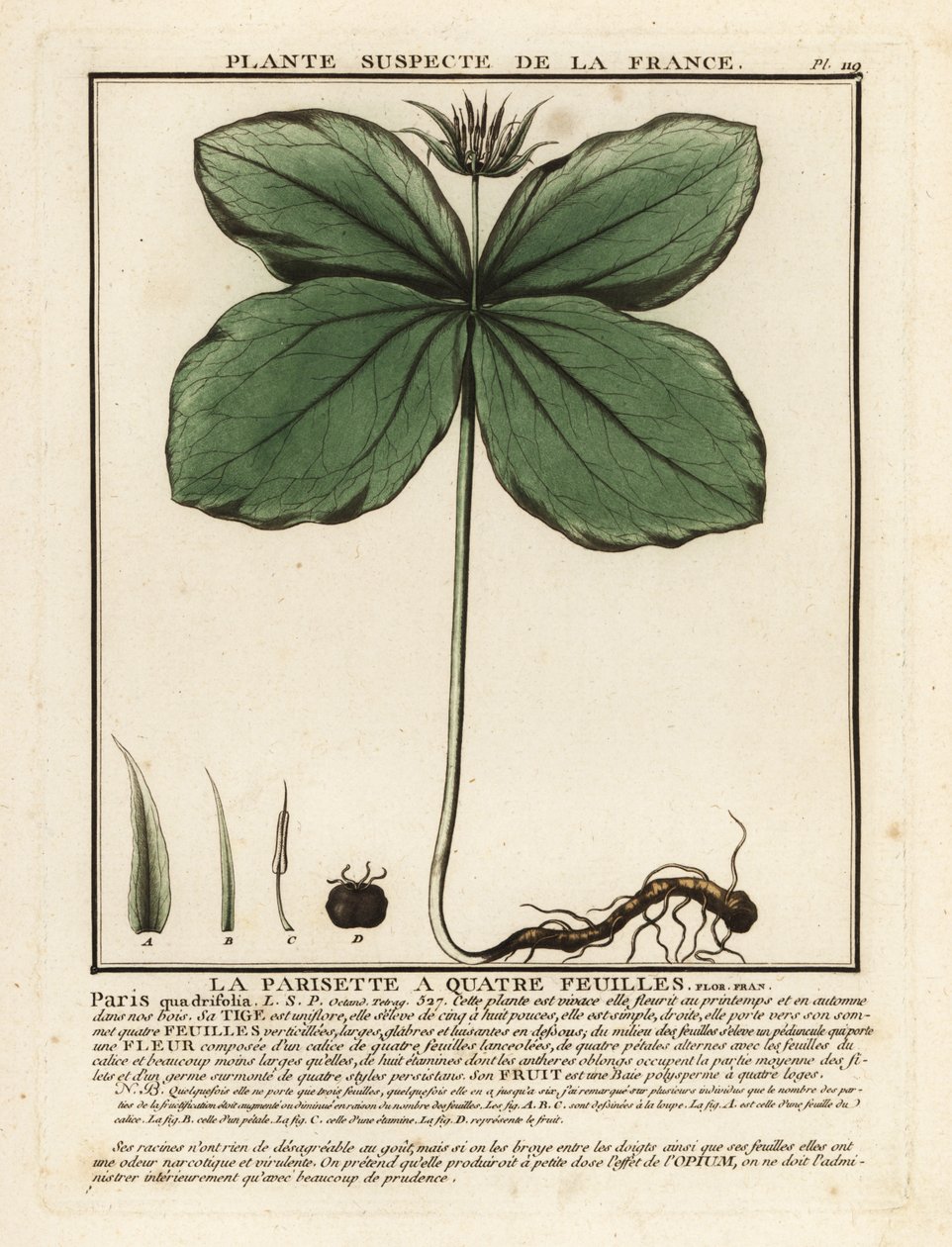 Herb-paris, Paris quadrifolia. alkotó: Unbekannter Künstler