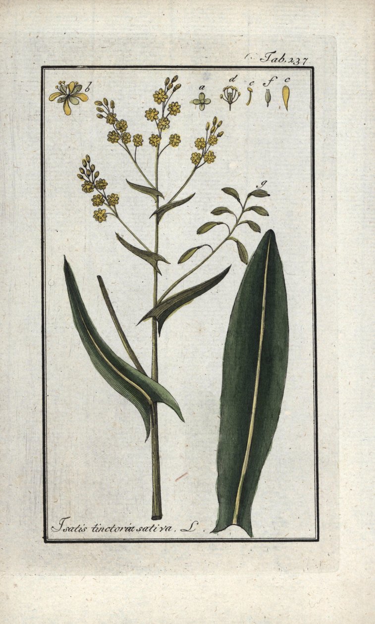Szent Fülöp gyógynövény (Isatis tinctoria sativa). Litográfia Johannes Zorn (1739-1799) "Afbeelding der Artseny-Gewassen" című művéből, Hollandia. alkotó: Unbekannter Künstler