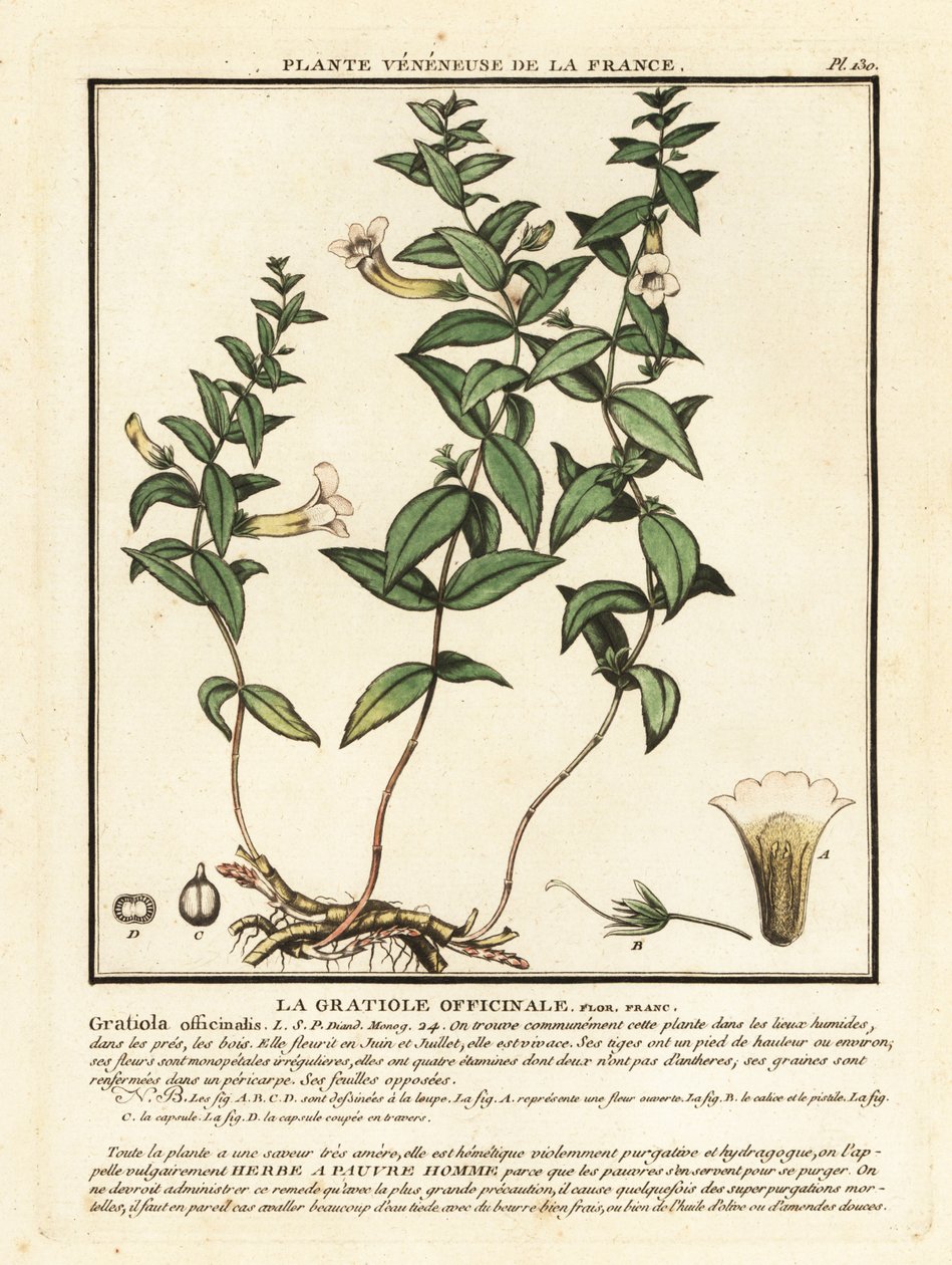 Kegyeleti gyógynövény, Gratiola officinalis. alkotó: Unbekannter Künstler
