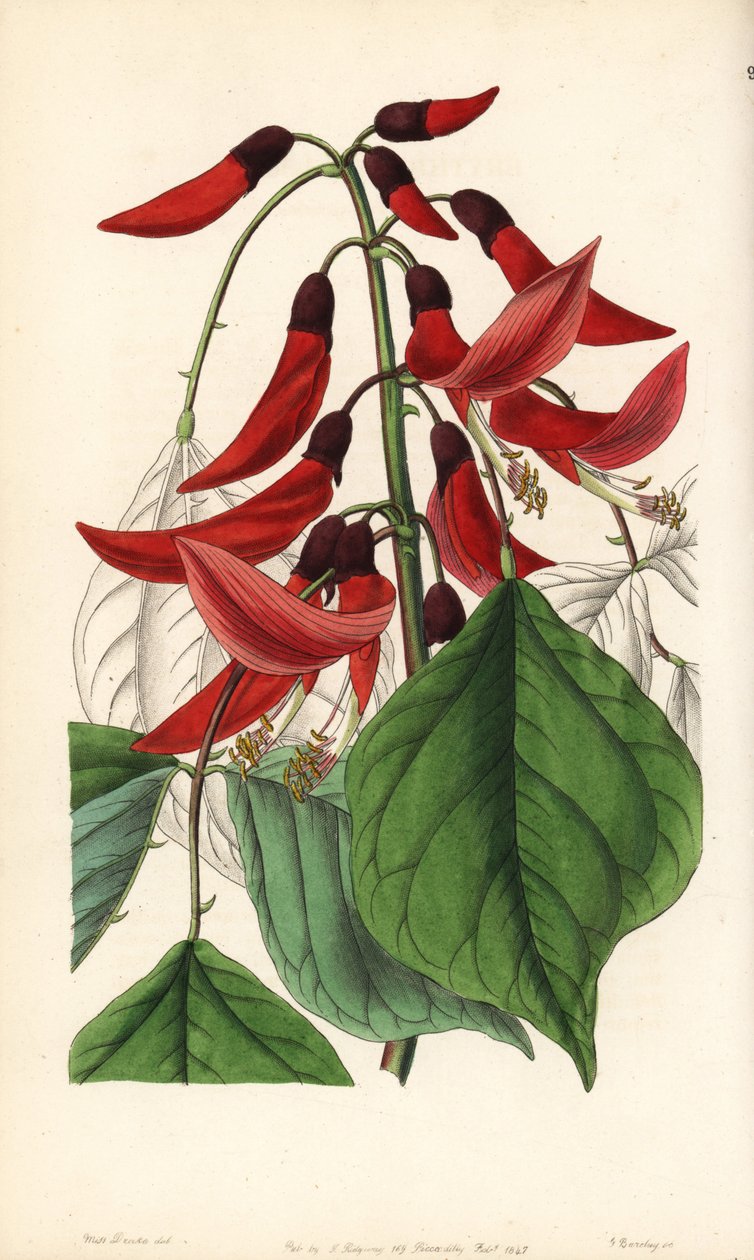 Lágyszárú vagy Carolina erythrina - Mr. Bidwell
