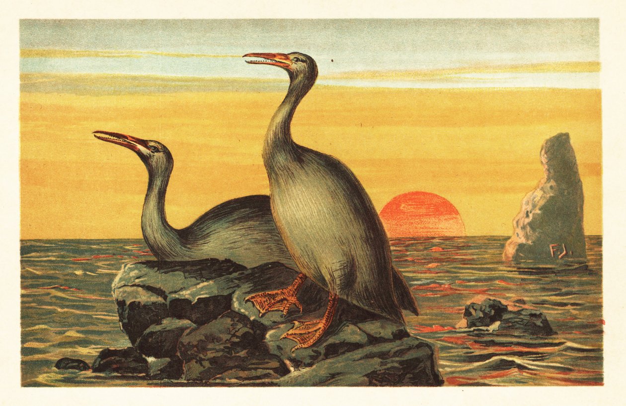 Hesperornis regalis, kihalt kormoránszerű madár.1908 (kőnyomat) alkotó: Unbekannter Künstler