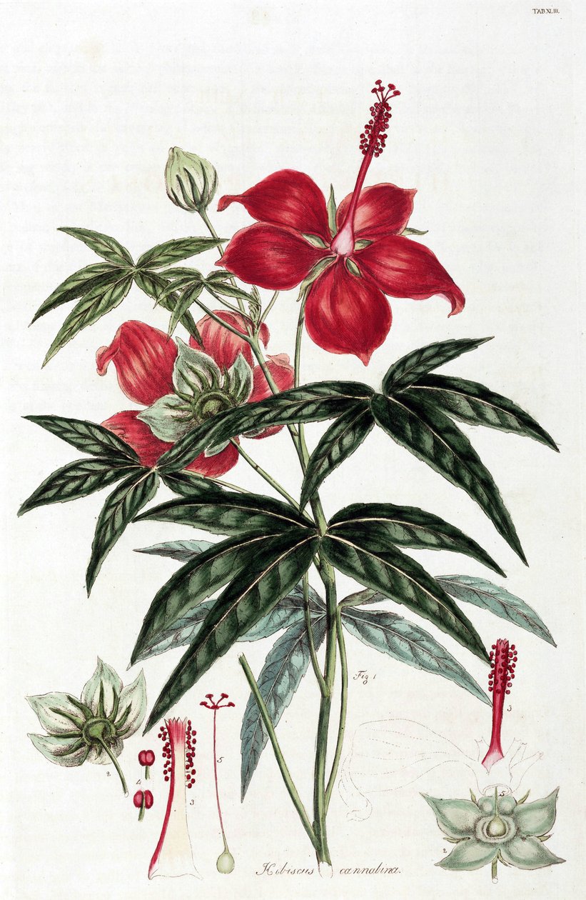 Hibiszkusz alkotó: Unbekannt