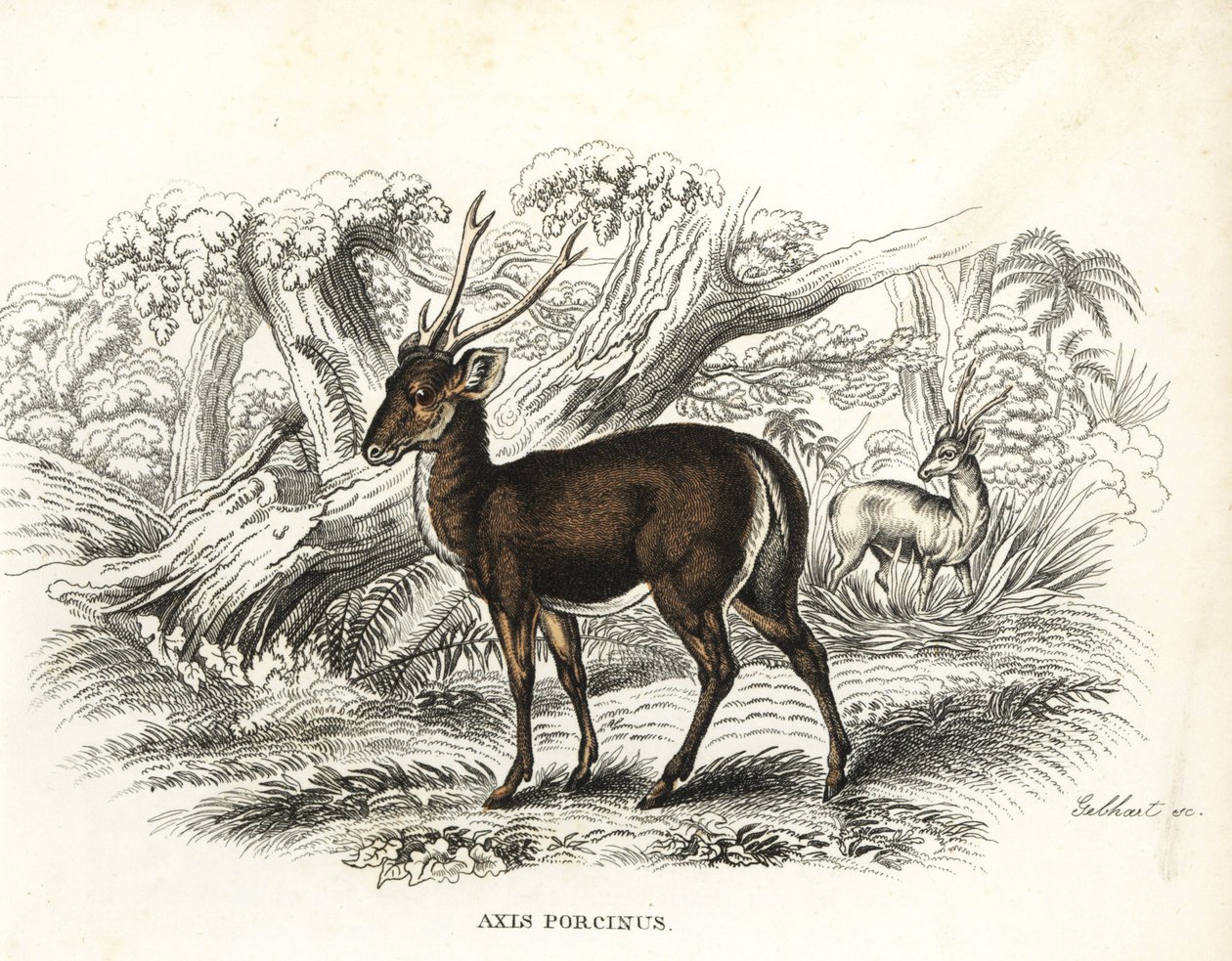 Disznószarvas, Axis porcinus, veszélyeztetett. Gebhart kézi színezésű litográfiája Georg Friedrich Treitschke természetrajzi galériájából, Naturhistorischer Bildersaal des Thierreiches, Liepzig-1842. alkotó: Unbekannter Künstler