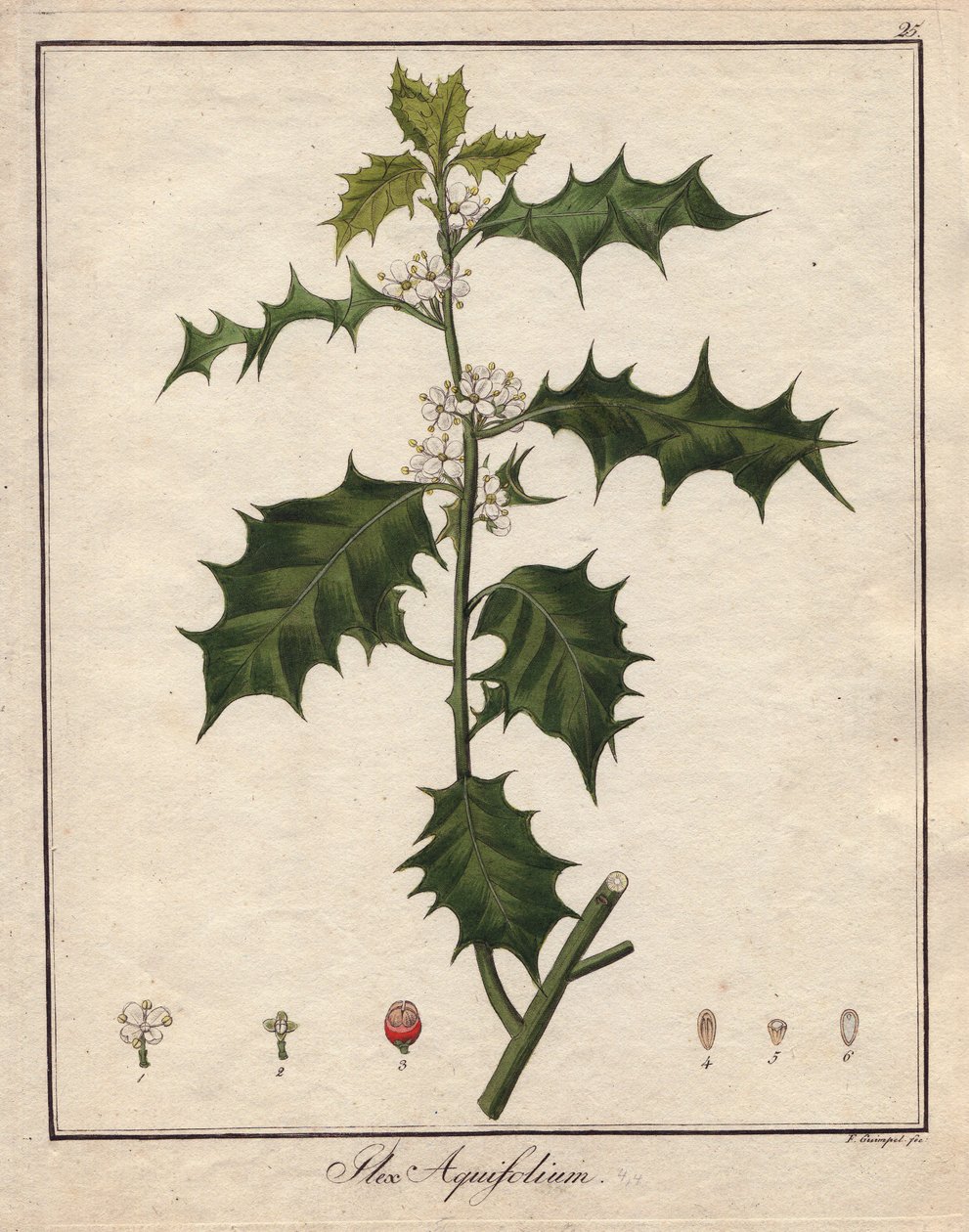 Holly. Színes rézmetszet, a Botanique Medicinale-ban (megjelent Berlinben, Németországban). alkotó: Unbekannter Künstler