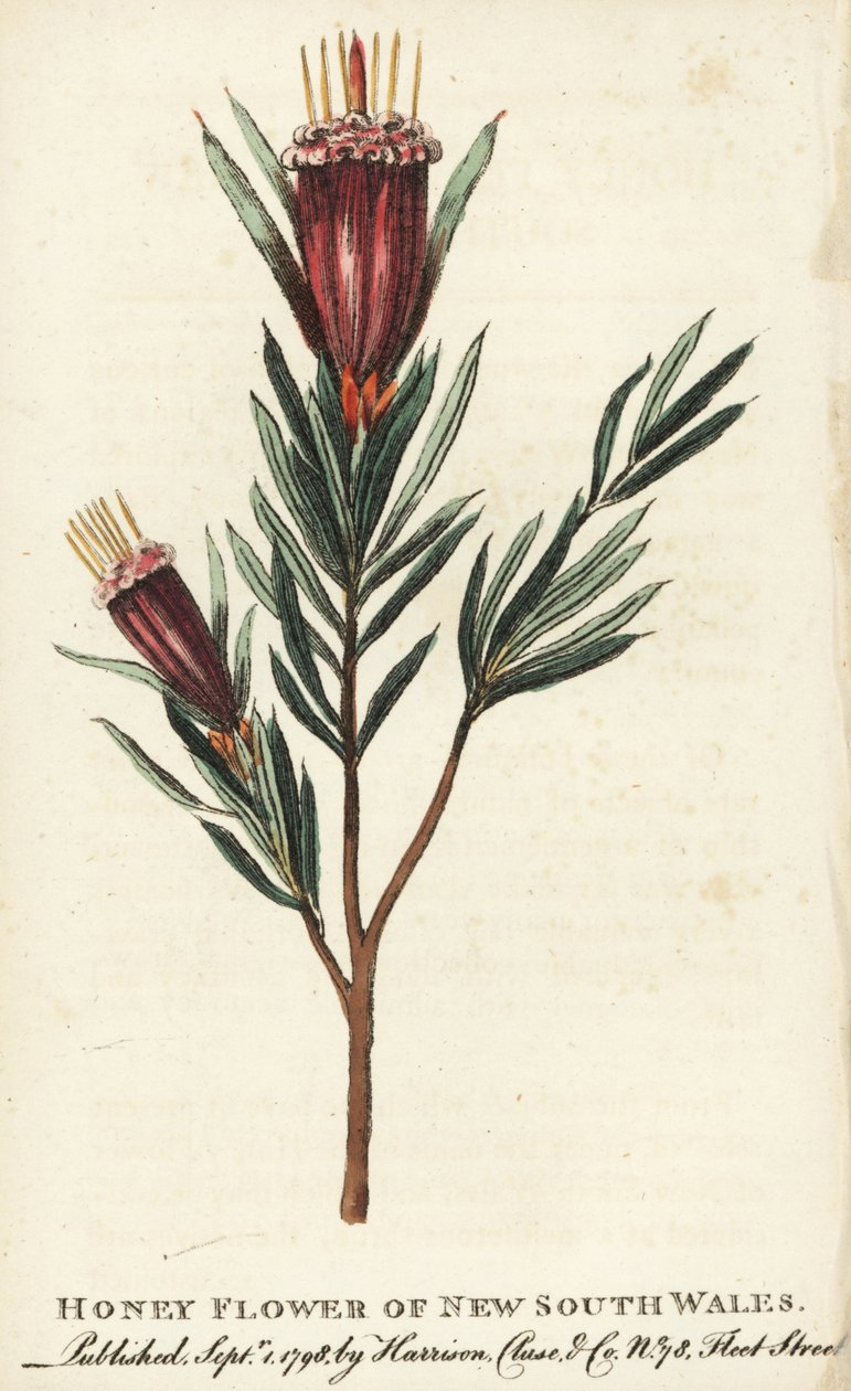 Új-Dél-Wales, Ausztrália mézvirága. Kézzel színezett rézmetszet a "The Naturalist