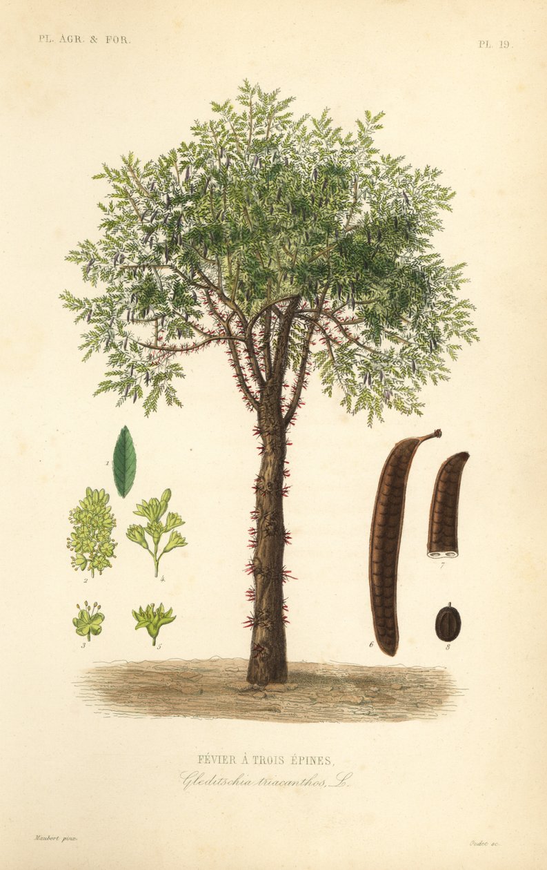 Mézes akác vagy tüskés akácfa, Gleditsia triacanthos, Gleditsia triacanthos, Fevrier a trois epines alkotó: Unbekannt