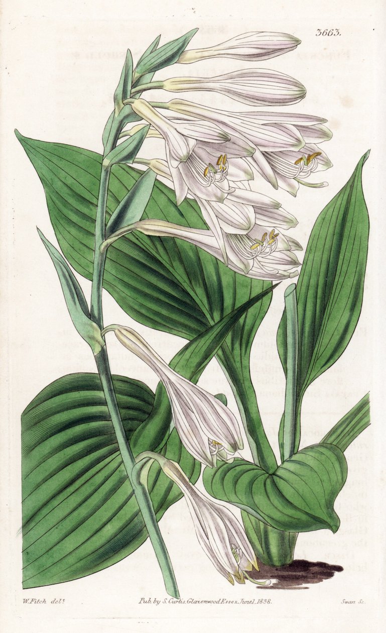 Hosta Japánból - Hosta sieboldii (Dr. Siebold