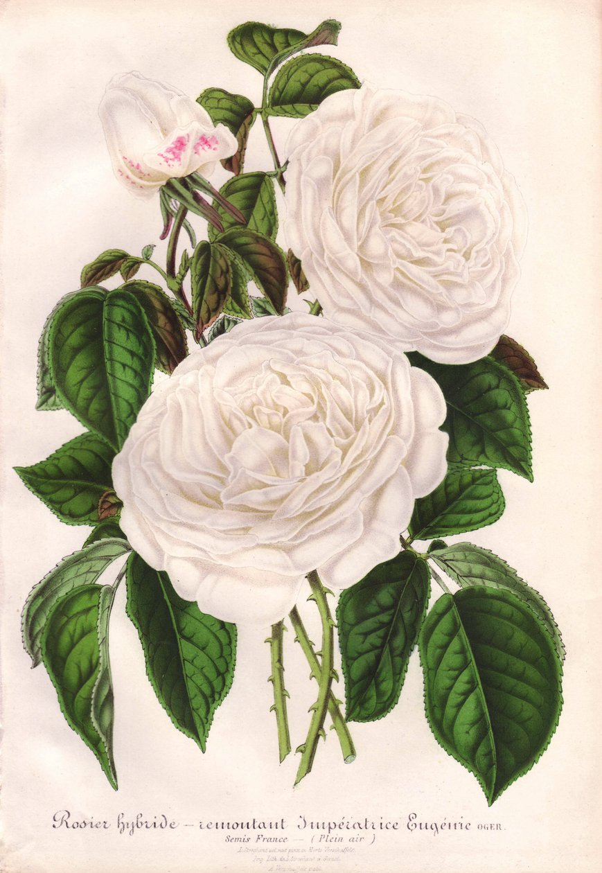 Hibrid fehér rózsa, Imperatrice Eugenie, Empress Eugenie. Kromolitográfia, rajzolta és litografálta L. Stroobant a "L