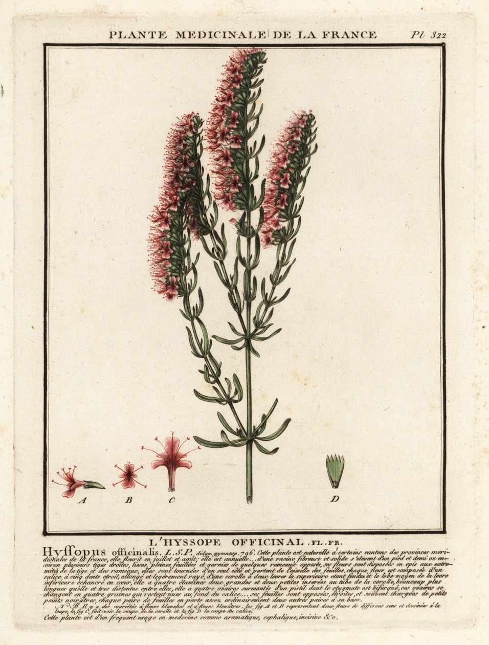 Izsóp, Hyssopus officinalis. alkotó: Unbekannter Künstler
