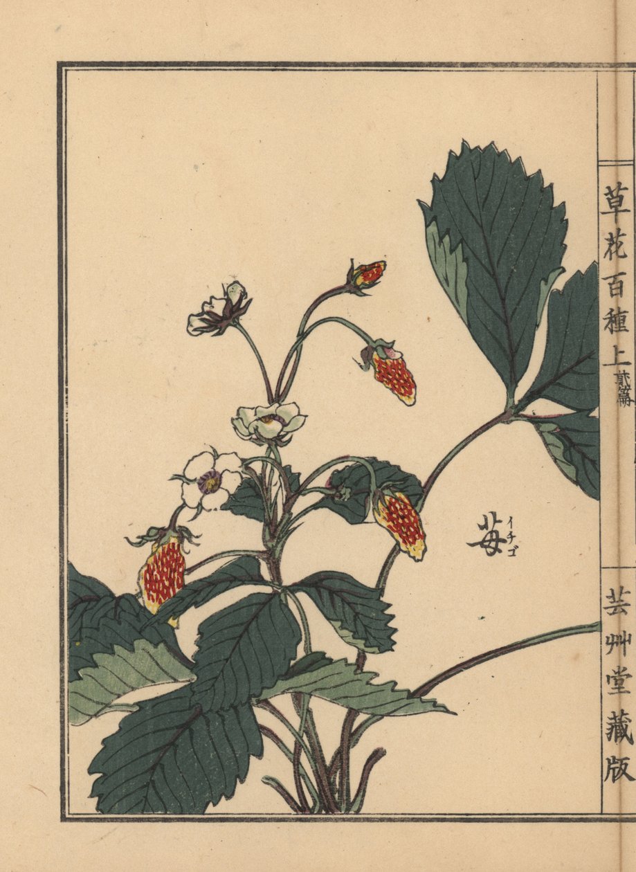 Ichigo vagy eper, Fragaria ananassa. Kézzel színezett fametszet, Kono Bairei, Kusa Bana Hyakushu (Százféle virág), Tokió, Yamada. alkotó: Unbekannter Künstler
